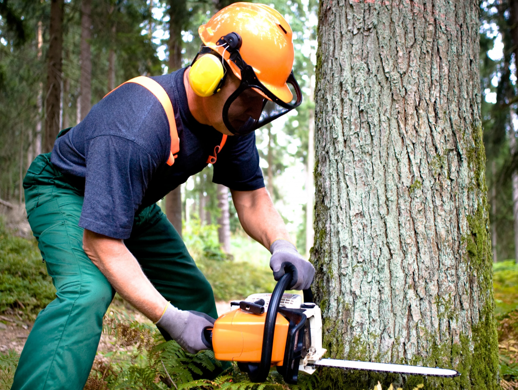 Cutting Down Larger Trees